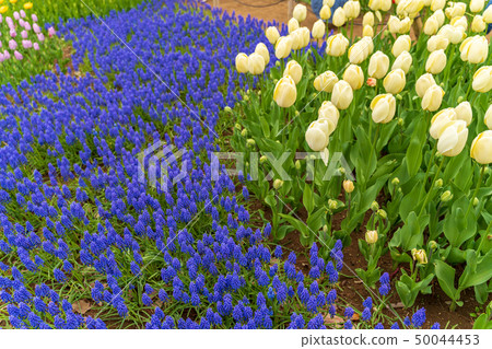 Tulips and Muscari Hitachi Beach Park in full bloom 50044453