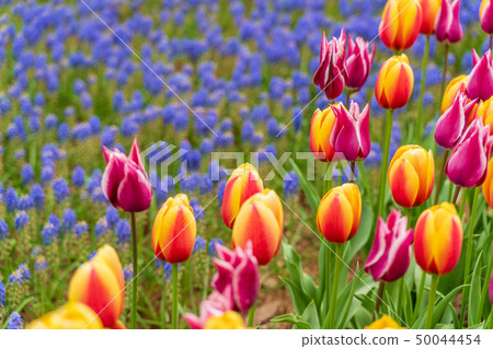 Tulips and Muscari Hitachi Beach Park in full bloom 50044454