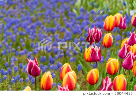 Tulips and Muscari Hitachi Beach Park in full bloom 50044455