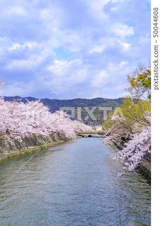 岡崎疏水 岡崎疏水 50044608