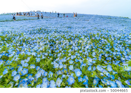 Nemophila of Hitachi Seaside Park 50044665