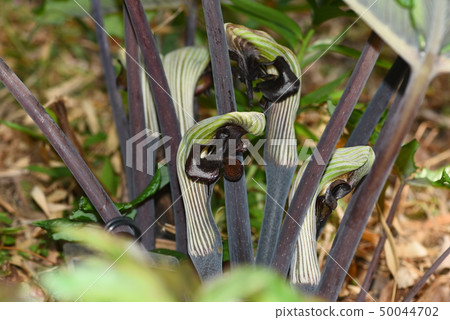 Musashi Abumi 50044702