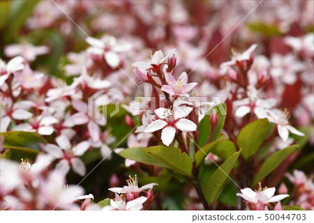 Princess Sharimbai flower Princess Sharimbai flower 50044703