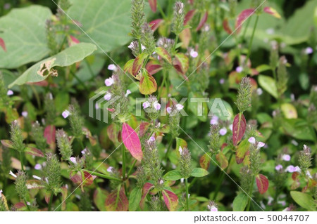 狐狸的孫子 50044707