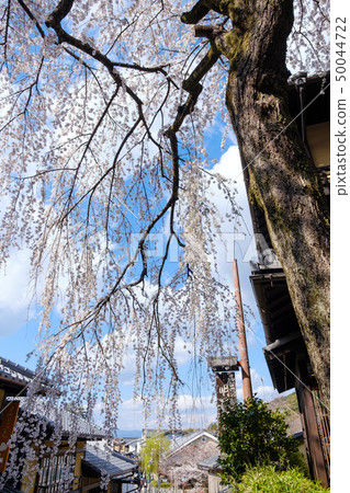 Cherry blossoms in Gion Higashiyama Cherry blossoms in Gion Higashiyama 50044722