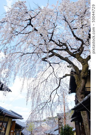 Cherry blossoms in Gion Higashiyama 50044729