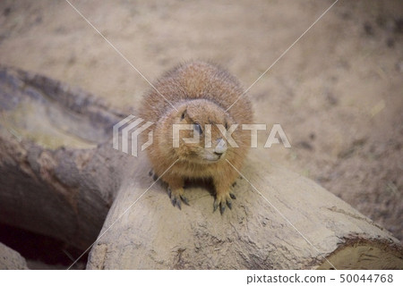 神戶動物王國的俄羅斯草原土撥鼠 神戶動物王國的俄羅斯草原土撥鼠 50044768