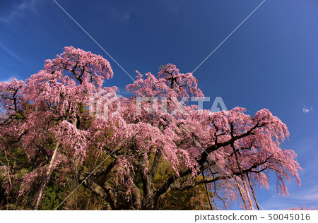 地藏櫻花盛開，湛藍的天空（4） 50045016