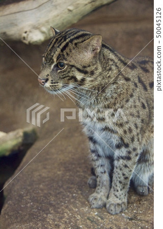 神戶動物王國的Snadly貓 神戶動物王國的Snadly貓 50045126