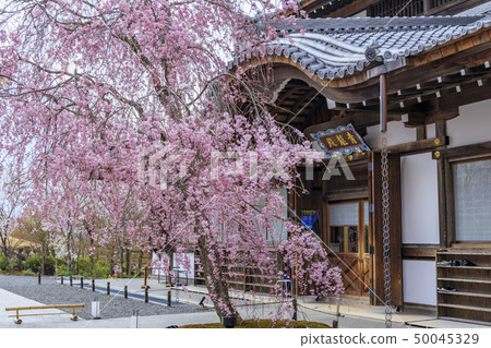 Shogun Tsuka Sakura 50045329