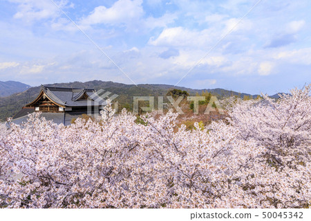 Shogun Tsuka Sakura 50045342