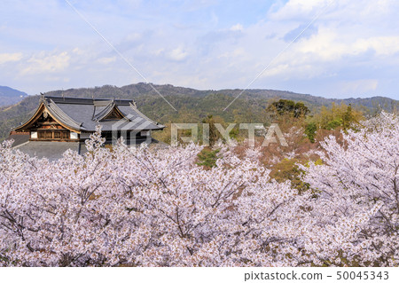 Shogun Tsuka Sakura Shogun Tsuka Sakura 50045343