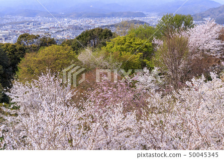 Shogun Tsuka Sakura 50045345
