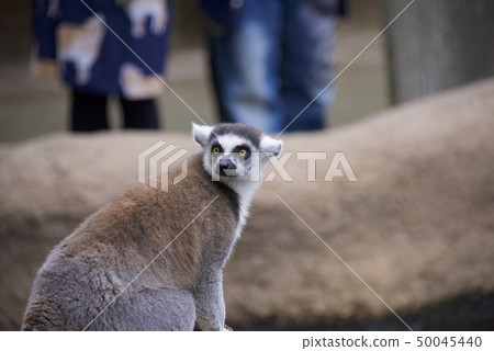 Ring-tailed lemurs at Kobe Animal Kingdom 50045440