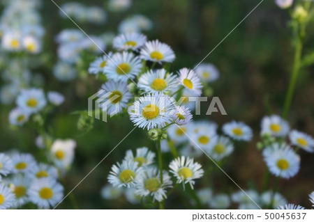 Princess girl 50045637