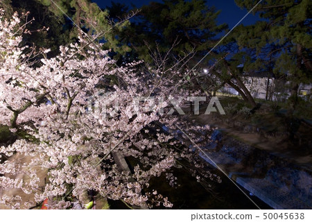 Yodogawa's Night Cherry Blossoms in Nishinomiya City, Hyogo Prefecture (Spring 2019) Yodogawa's Night Cherry Blossoms in Nishinomiya City, Hyogo Prefecture (Spring 2019) 50045638