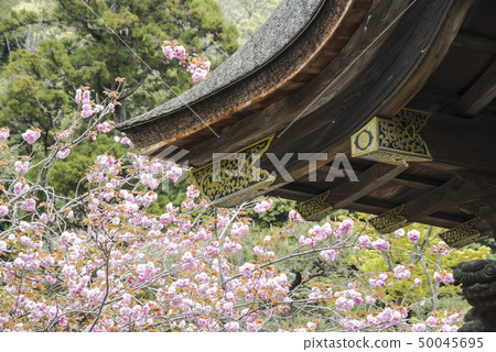 Engakuji Karamon (Kamakura City Yamanouchi) 50045695