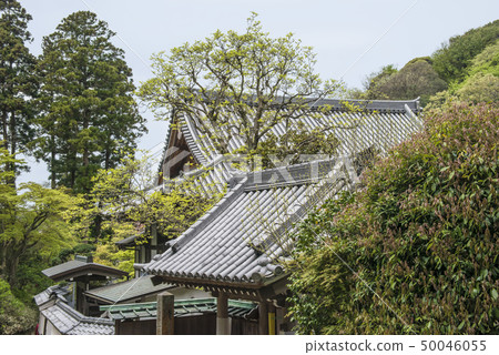Engakuji Temple Tohsa（星期日，鎌倉市） 50046055