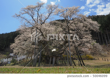 新光和櫻花 50046099