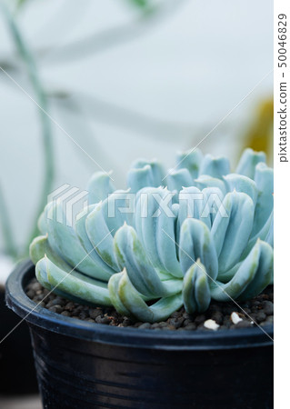 Close up image of Echeveria Topsy Turvy cactus 50046829