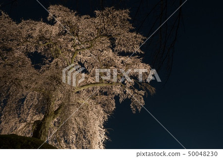 石塚櫻花村 50048230