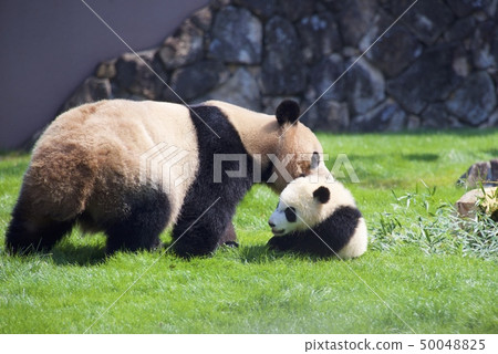Giant panda's parent-child (Yohama and Saihama) in Adventure World of Nanki Shirahama, Wakayama Prefecture 50048825