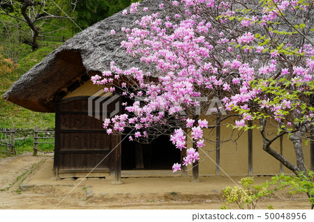 Yakushi pond park of Machida City Yakushi pond park of Machida City 50048956