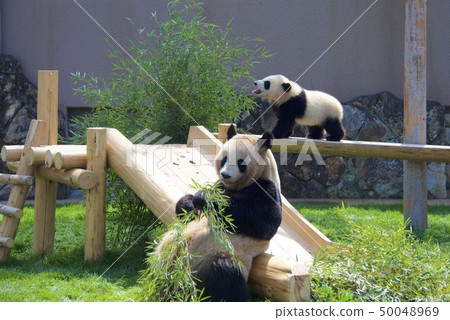 Giant panda's parent-child (Yohama and Saihama) in Adventure World of Nanki Shirahama, Wakayama Prefecture 50048969