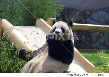 Giant panda (Yoshihama) of the adventure world of Nanki Shirahama in Wakayama Prefecture 50049019