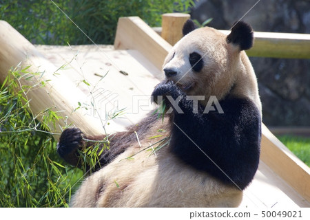 Giant panda (Yoshihama) of the adventure world of Nanki Shirahama in Wakayama Prefecture 50049021