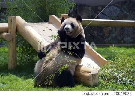 和歌山縣Nanki Shirahama的冒險世界的大熊貓（Yoshihama） 50049022