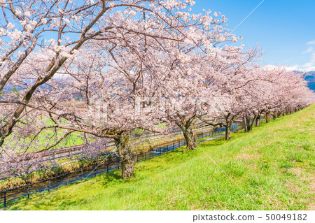 Japanese spring cherry blossoms lined with Kurobe river embankment cherry bank in Irizen-cho, Toyama prefecture 50049182