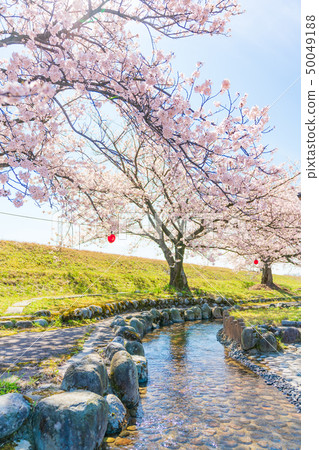 Japanese spring cherry blossoms lined with Kurobe river embankment cherry bank in Irizen-cho, Toyama prefecture 50049188
