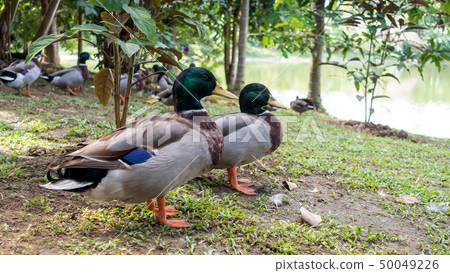Close up of Nakhon Pathom Egg Duck. 50049226