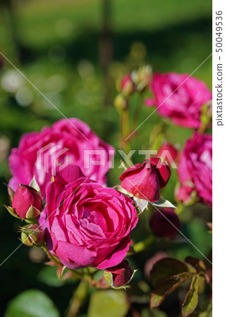 Beautiful red purple roses 50049536