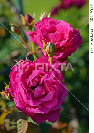 Beautiful red purple roses 50049537