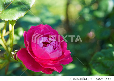 Beautiful red purple roses 50049538