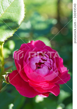 美麗的紅色紫色玫瑰 50049540