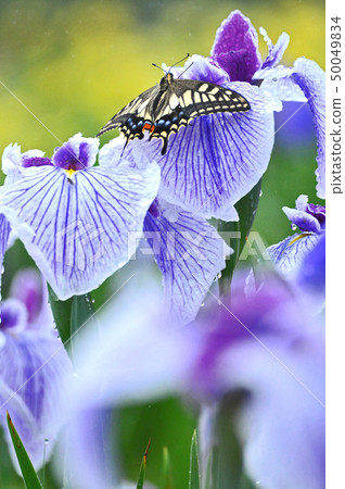 When the irises are blooming 50049834