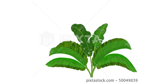 Bright green leaves of banana palm. Bush. Tropical theme. for print, image or postcard. illustration Bright green leaves of banana palm. Bush. Tropical theme. for print, image or postcard. illustration 50049839