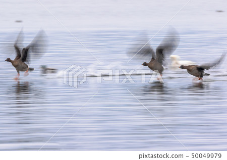 A giant duck that flies in the north of Lake Biwa A giant duck that flies in the north of Lake Biwa 50049979