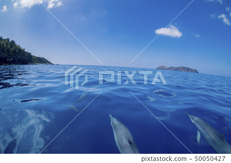 小笠原的深海海豚在船的頂端游泳 50050427