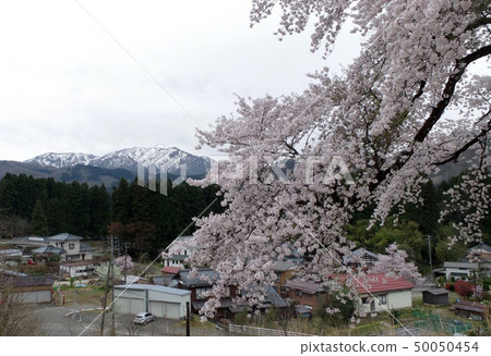 Aga Town盛開/ Kuroiwa的情侶櫻花 Aga Town盛開/ Kuroiwa的情侶櫻花 50050454