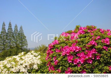 杜鵑花和天空 杜鵑花和天空 50050605