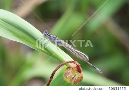 Ao monite dragonfly immature 50051355
