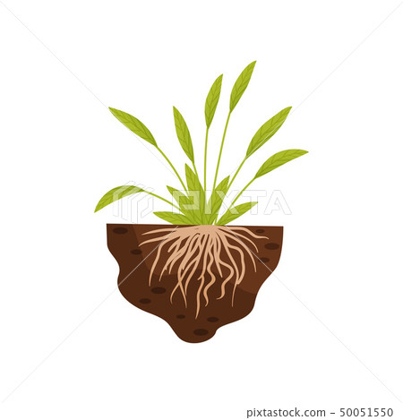 Plant with broad leaves and fine roots. Vector illustration. 50051550