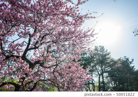 櫻桃樹 櫻桃樹 50051822