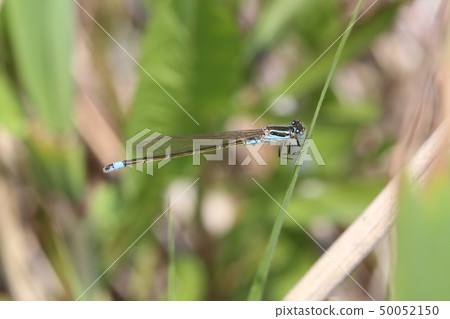 Ao montitonbo 50052150