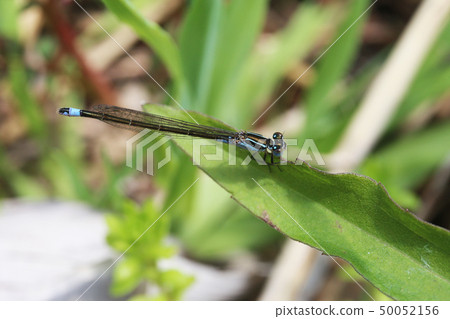 Ao montitonbo 50052156