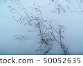 dried grass on snow background 50052635